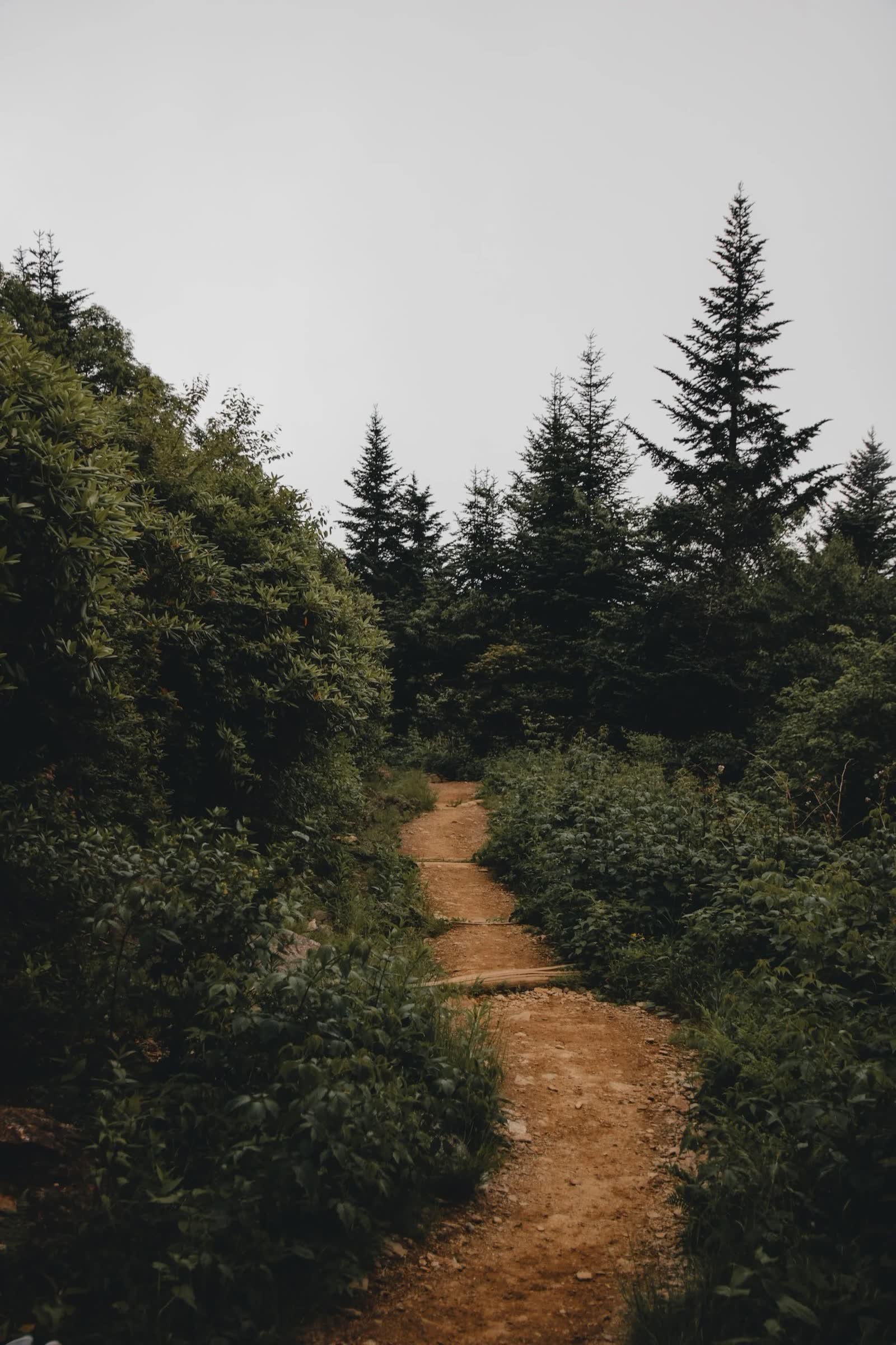 A footpath winding through evergreen forest