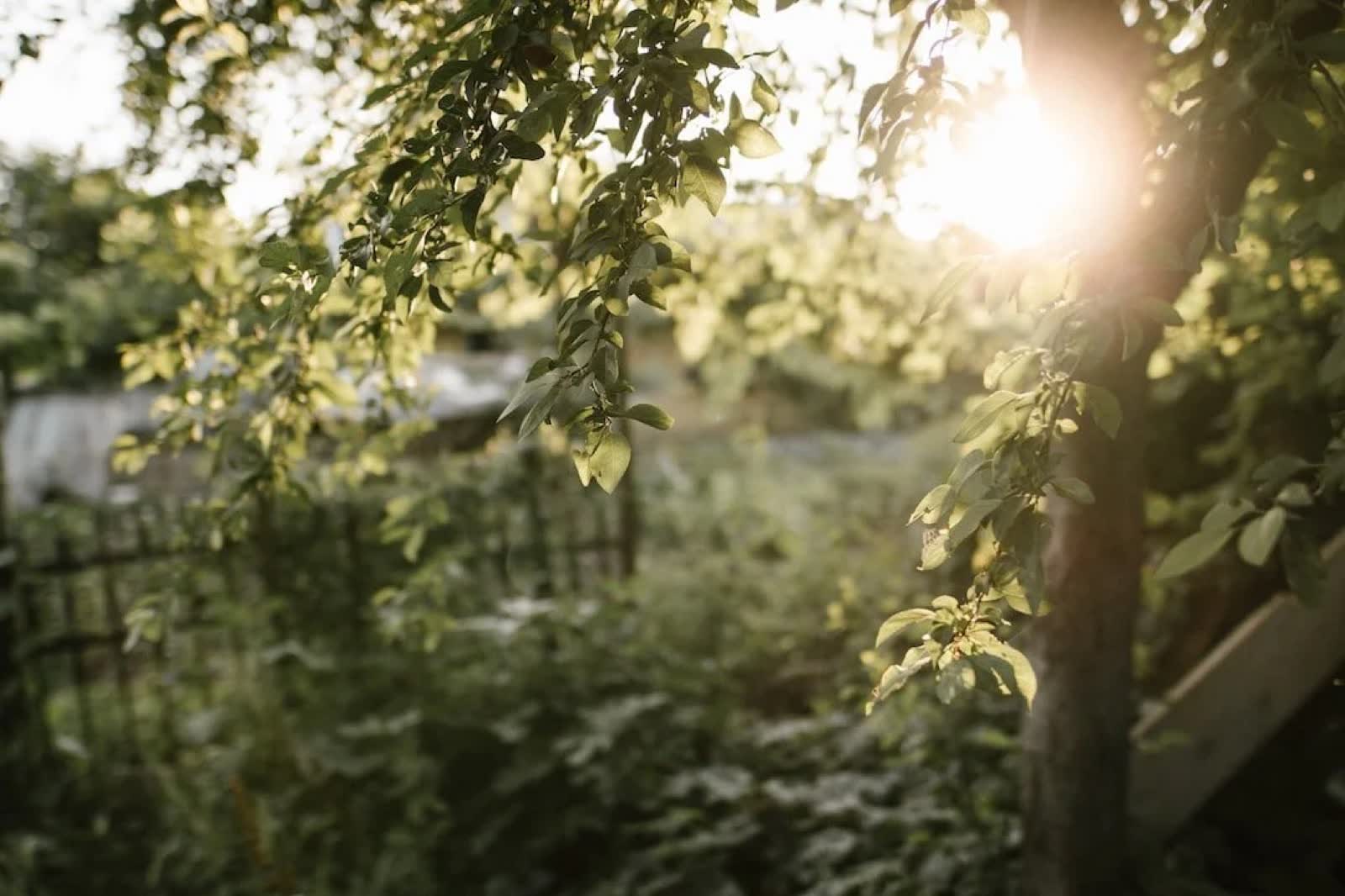 Warm sunlight filtering through garden leaves