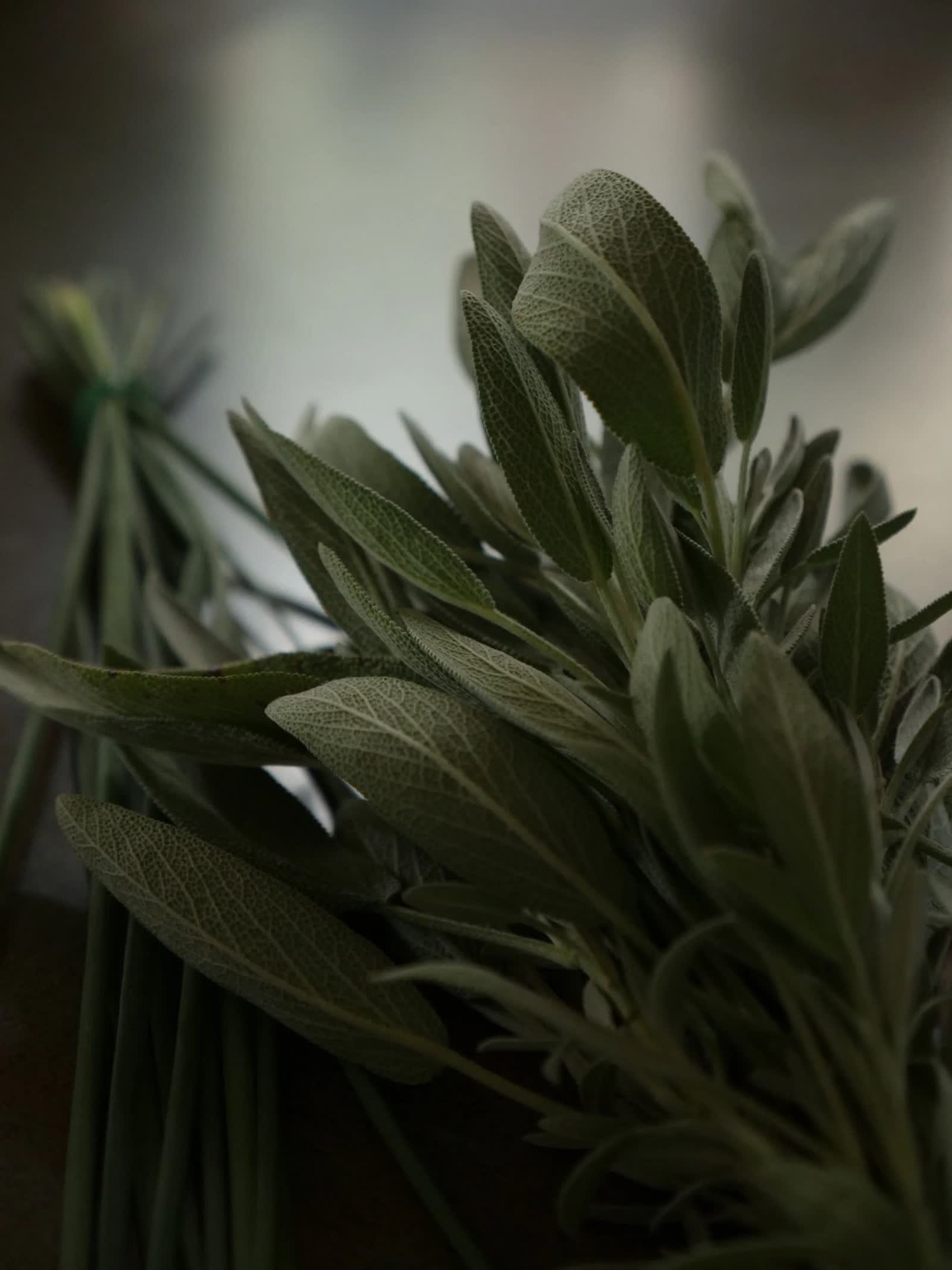 A bundle of fresh sage